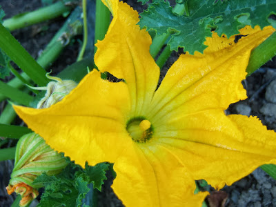 Flor masculina de calabacín abierta