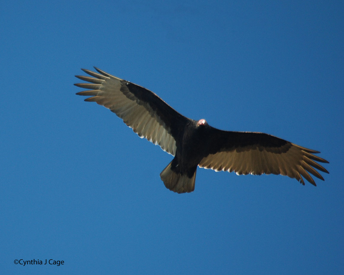 Living in BrooklynLonging for Maine November 2011