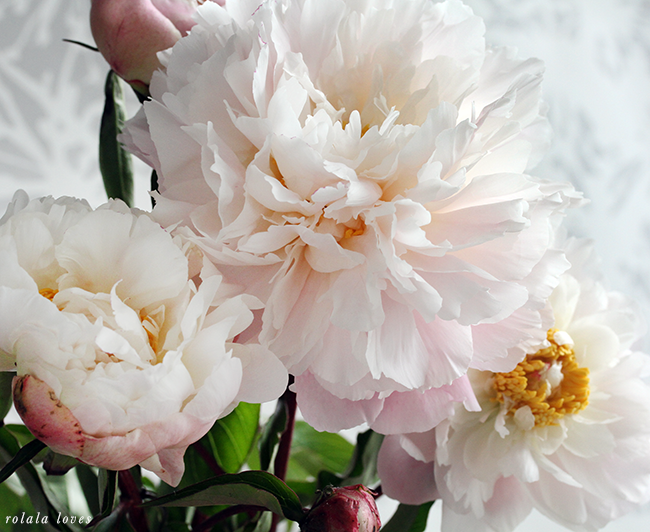 pink peony