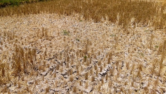 Krisis Air, Ratusan Hektar Sawah Mengering