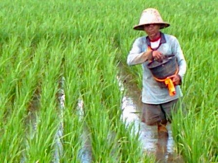 BPP KECAMATAN GAMPENGREJO: PEMUPUKAN BERIMBANG TANAMAN PADI
