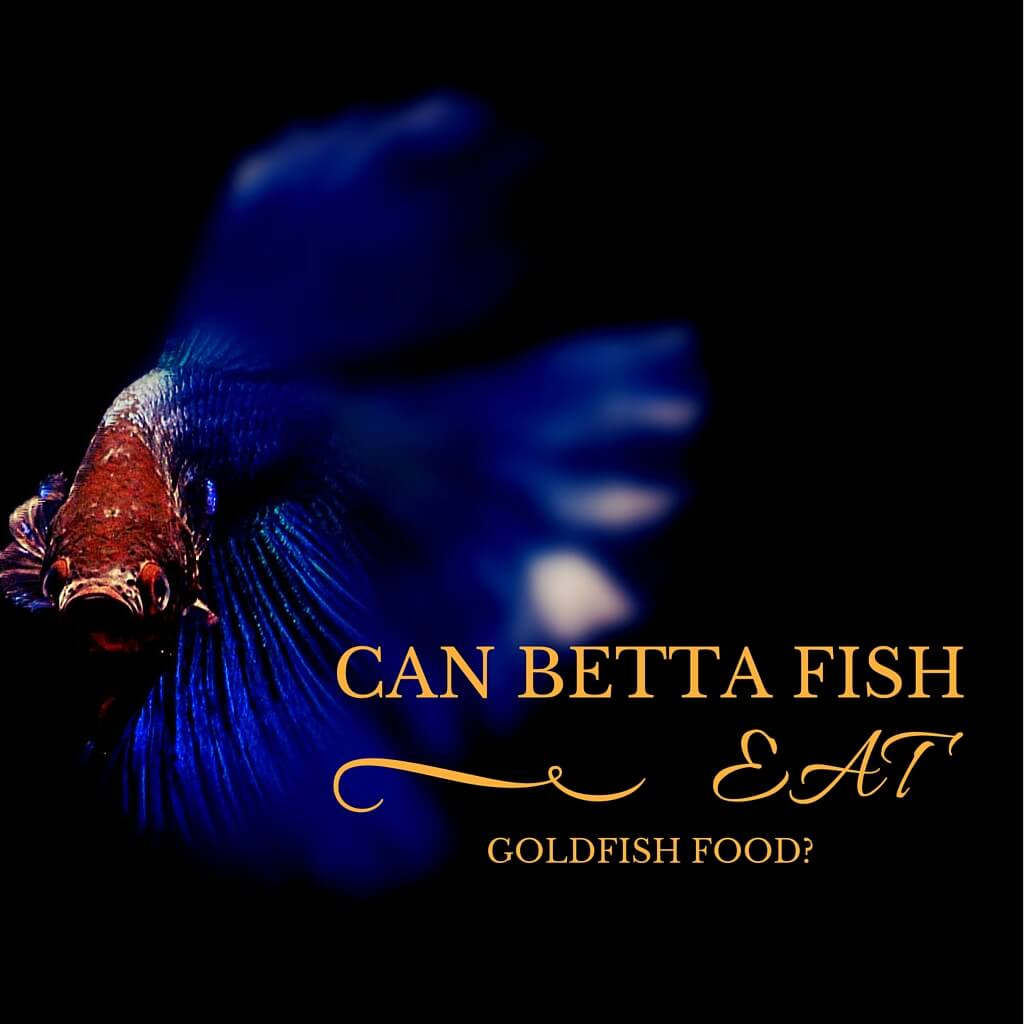 Betta Fish.