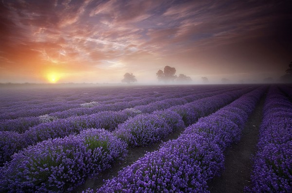 Lavender Fields in France & UK