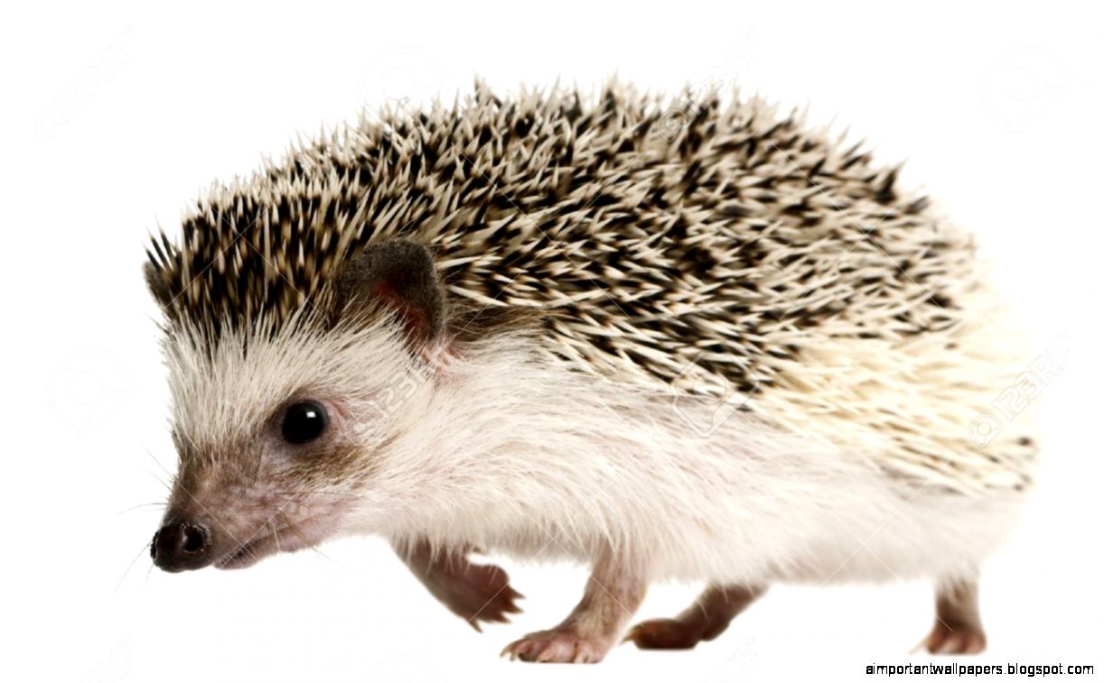 Hedgehog Images Stock Pictures Royalty Free Hedgehog Photos And