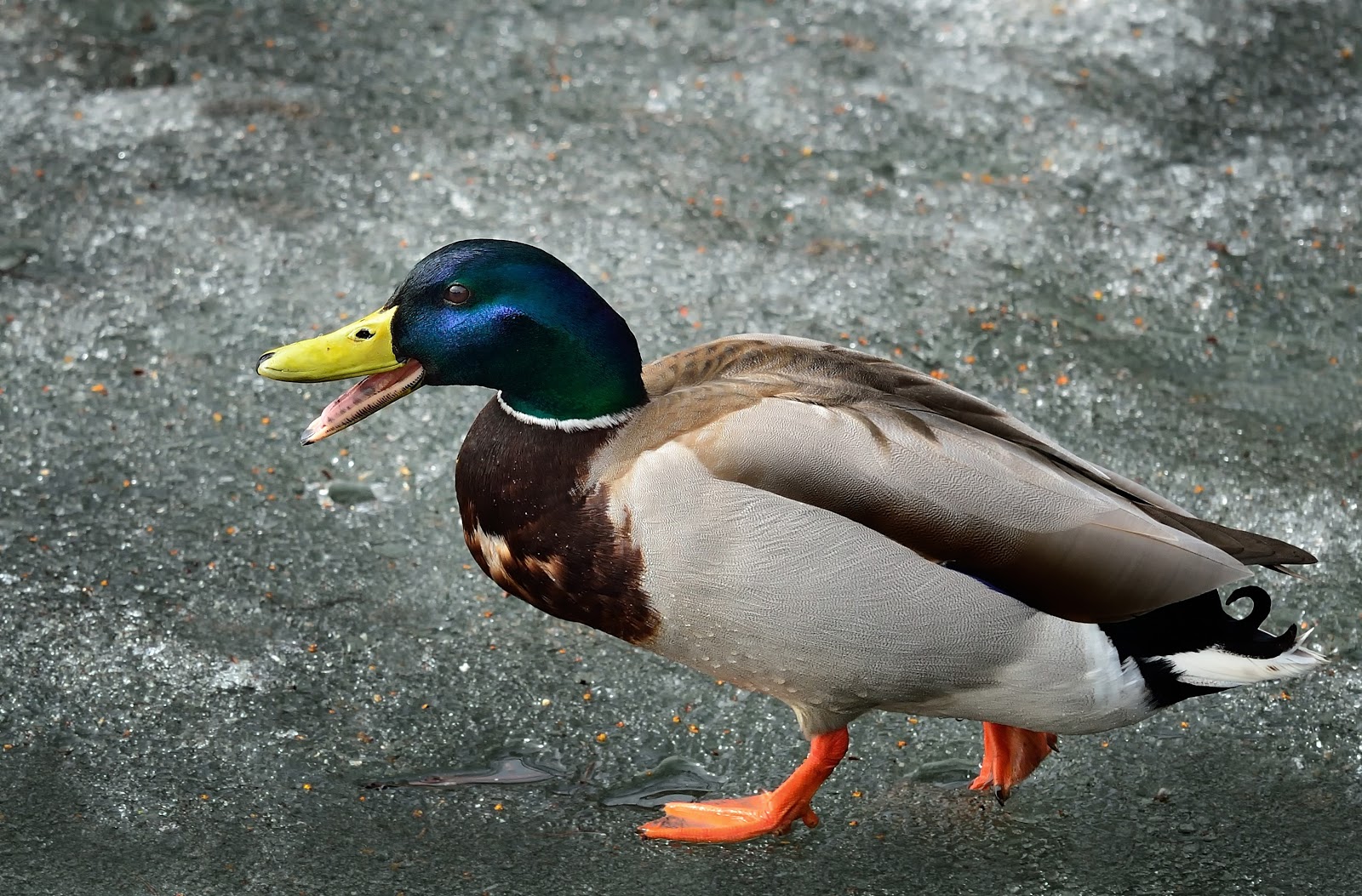 Duck+male.jpg