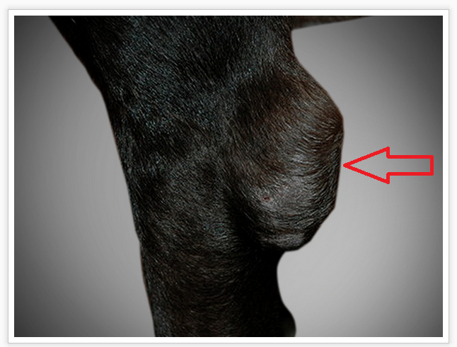 Tumor no cotovelo do cachorro Clearance