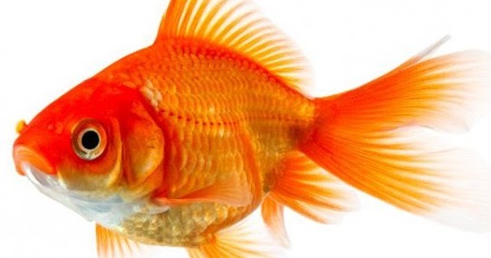 Kupas Arti Mimpi Ikan Mas Kuning Dan Faktanya Kupas Arti Mimpi Ikan Mas Kuning Dan Faktanya