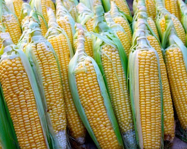 Senador propone que México deje de importar maíz de EU.