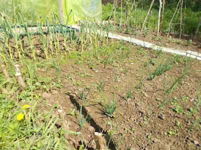 Onions and weeds May 80 Minute Allotment Green Fingered Blog