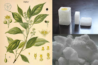 Kafur bitkisi, tozu ve tableti