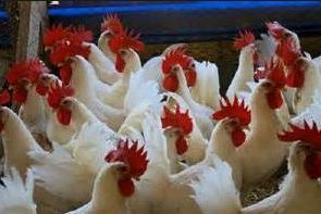 ayam ras afkir ayam ras afkir