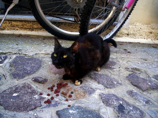 Cat from Petra, Lesbos