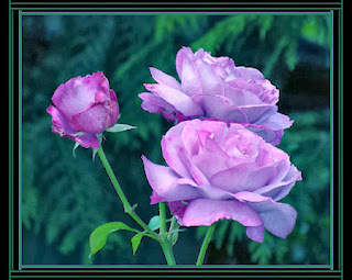 lavender rose