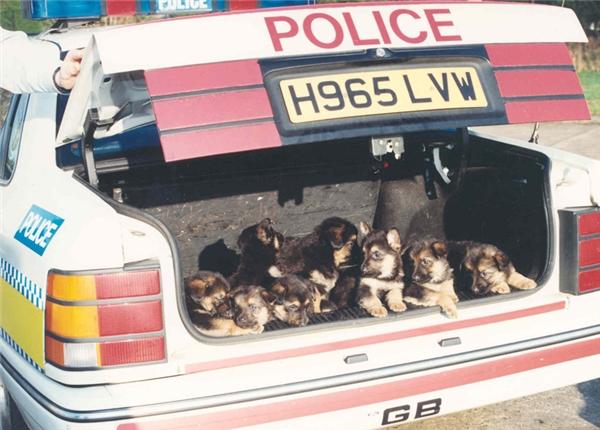 Những chiếc xe chở đầy cún con