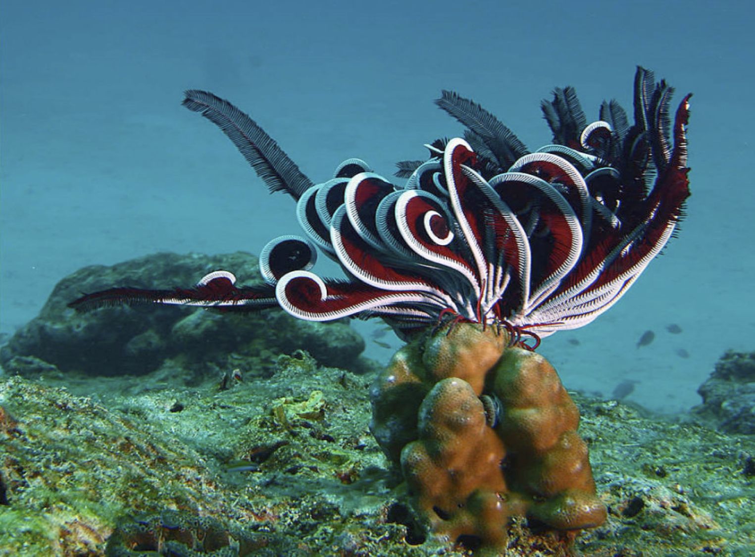 Какие водоросли глубоководные. Морская Лилия криноидеи. Подводные растения. Морские жители. Подводные животные.