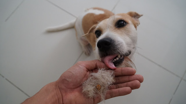 Chó bị rụng lông nhiều và bạn không biết cách chữa trị rụng lông ở chó?