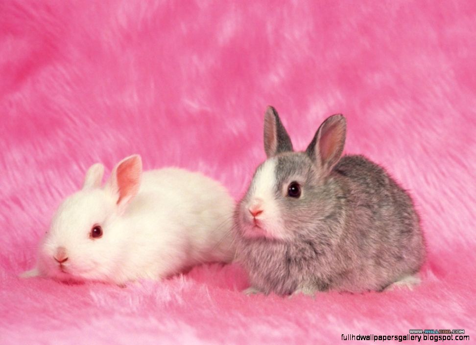 Cute Baby Rabbits Widescreen Desktop Wallpapers 9892   Amazing