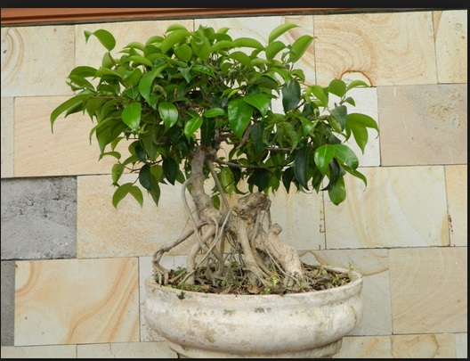 menghasilkan bibit bonsai yang bermutu dan berkualitas menghasilkan bibit bonsai yang bermutu dan berkualitas