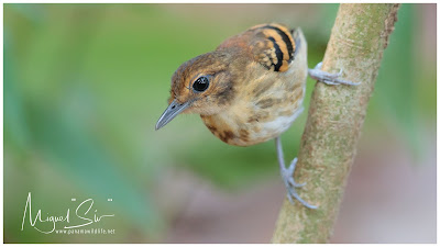 Spotted Antbird (Hylophylax naevioides) - female