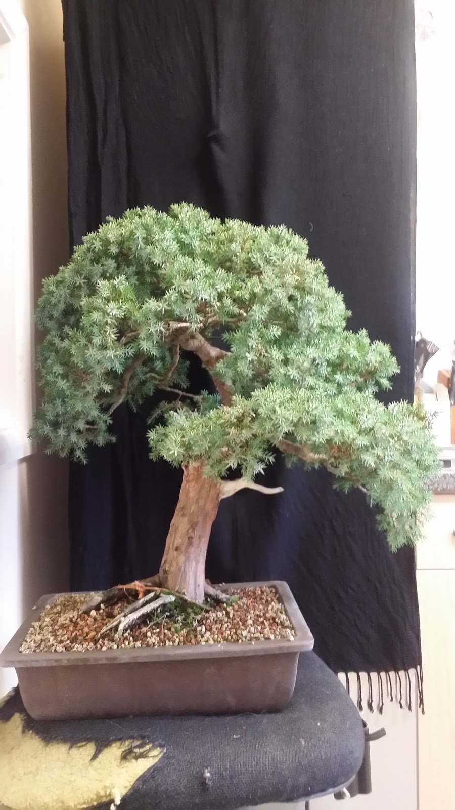 Juniperus Squamata Bonsai