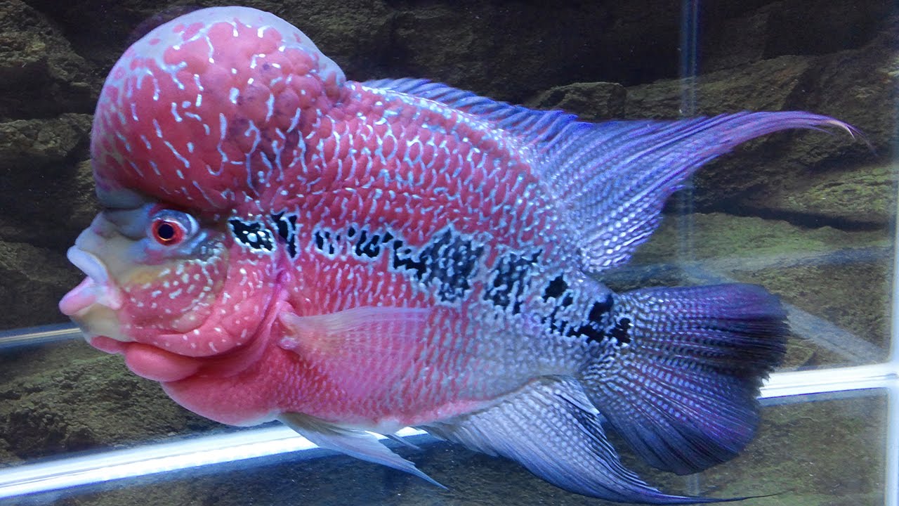 Flowerhorn fish care with some easy steps Aquarium's Care