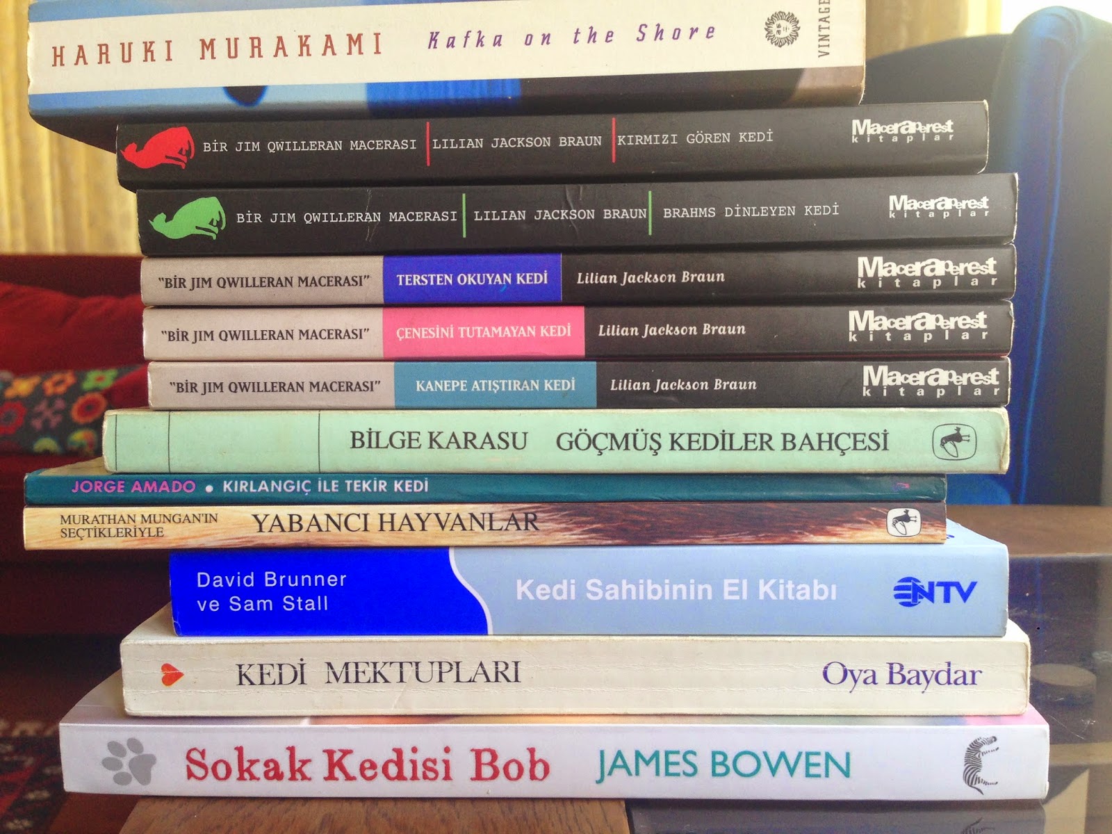 gaybubetinde cok kitap okudum Dünya Kediler Günü