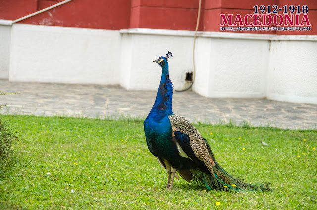 Peacock - Church "St. Archangel Michael" - Avtokomanda, Skopje