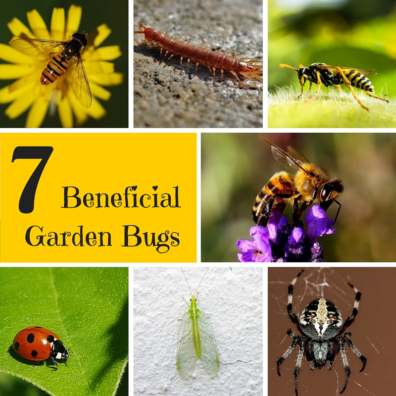 A Green and Rosie Life Weekly Green Tips 7 Beneficial Garden Bugs