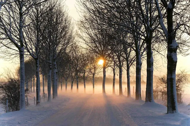 Besneeuwde weg, bomen, mist en ondergaande zon
