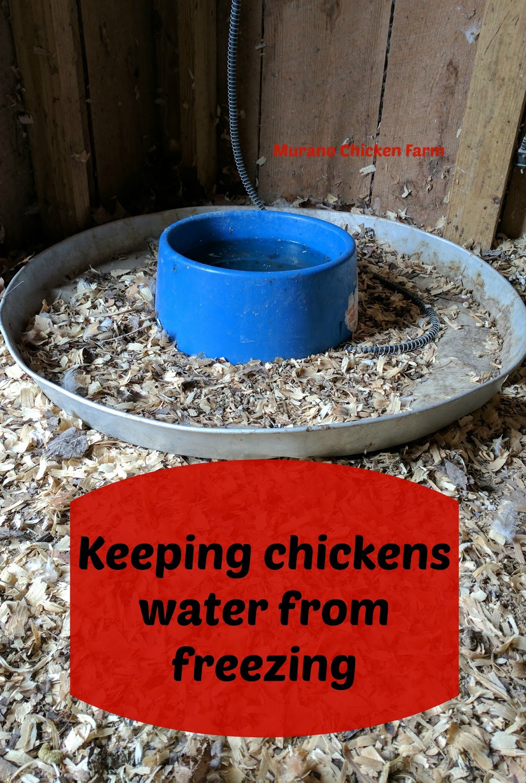 Murano Chicken Farm Keeping chickens water from freezing