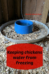 water freezing chickens keeping winter keep chicken coop farm murano waterer muranochickenfarm homestead hop heated way