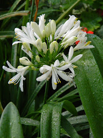 Agapanthus africanus Albus White Lily of the Nile Allan Gardens Conservatory 2015 Spring Flower Show by garden muses-not another Toronto gardening blog 