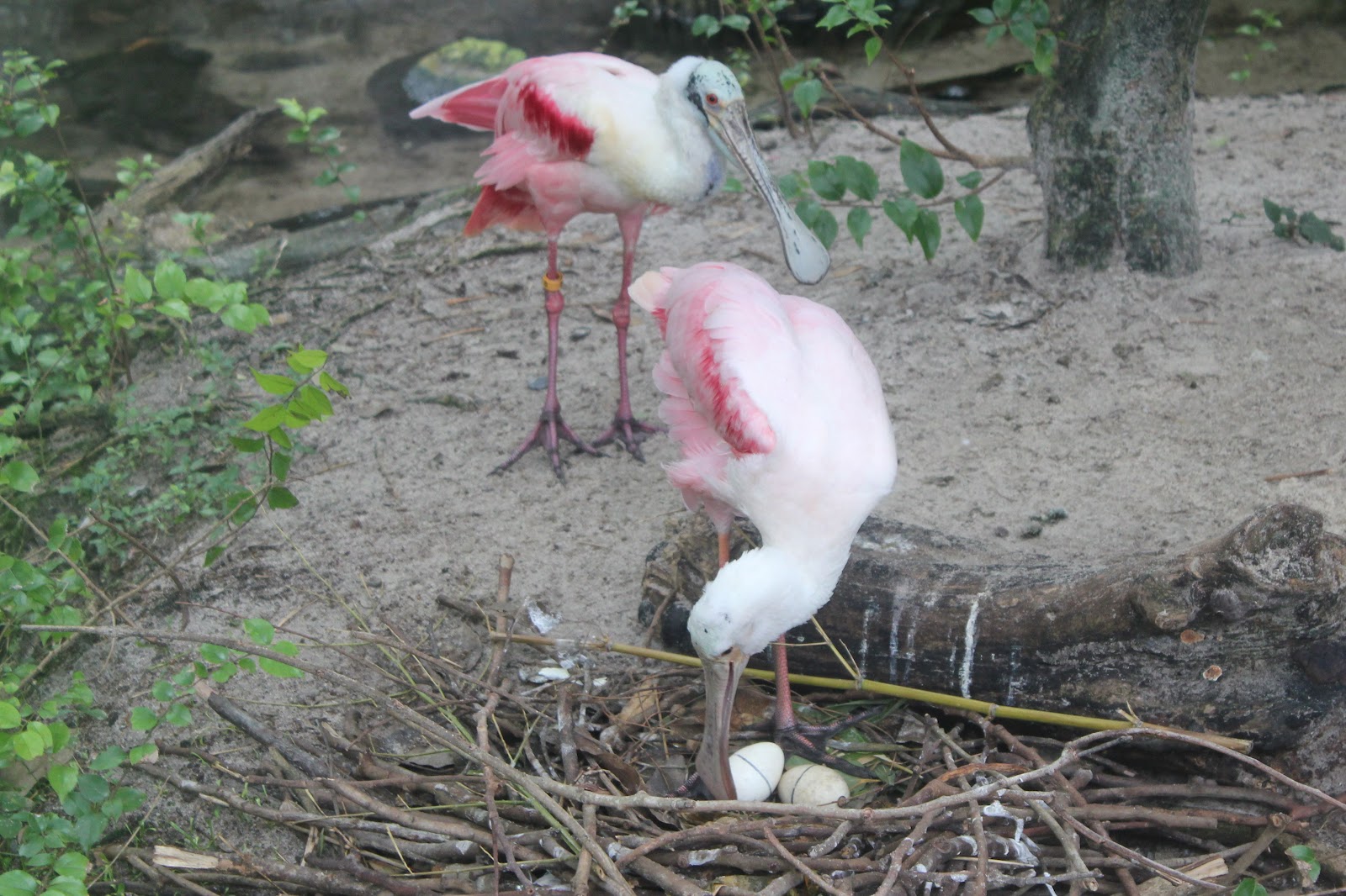 Pajama Penguin Productions: Creatures of Central Florida: Roseate Spoonbill