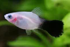 Jenis Ikan Hias Air Tawar  Aquarium Platy
