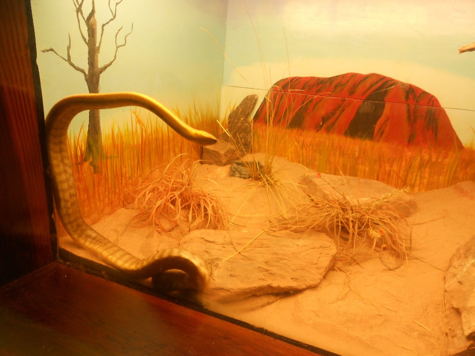 Hall's America Experience Day at the Albuquerque Zoo