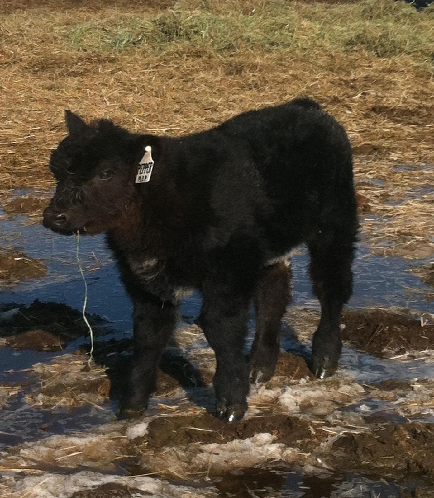 Trausch Farms Hiller Show Cattle Alberta