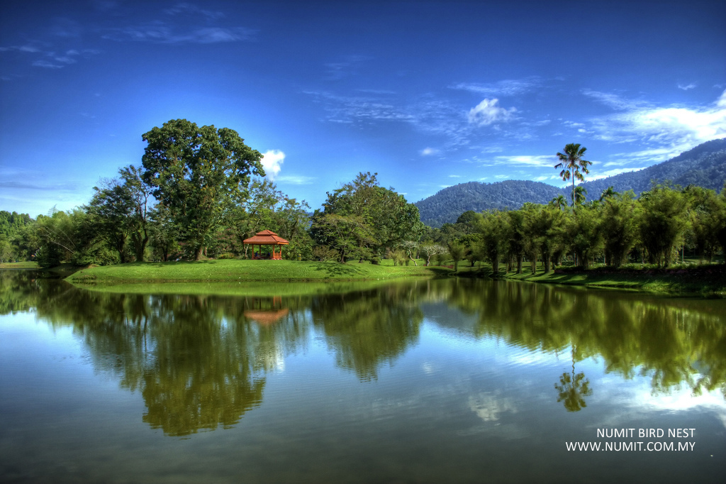 NUMIT Bird Nest 浓密燕窝 BIRD's NEST ORIGINATED FROM TAIPING, MALAYSIA