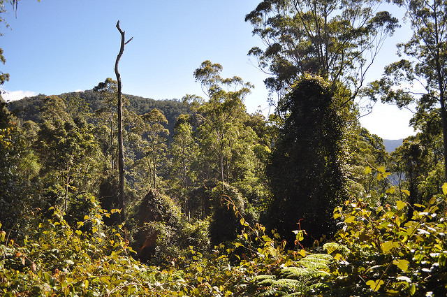 Patrimonio de la Humanidad Bosques húmedos Gondwana de Australia 1986
