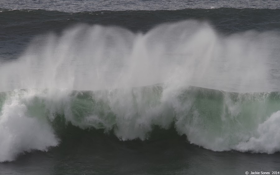 The Natural History of Bodega Head West swell