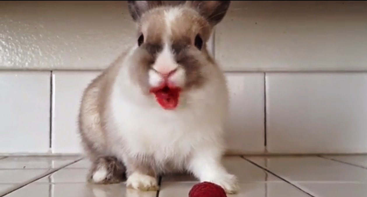 The Raspberry Rabbit The Ark In Space