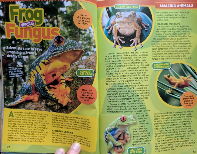 Mommy Maestra: Celebrating Shark Week with National Geographic Kids