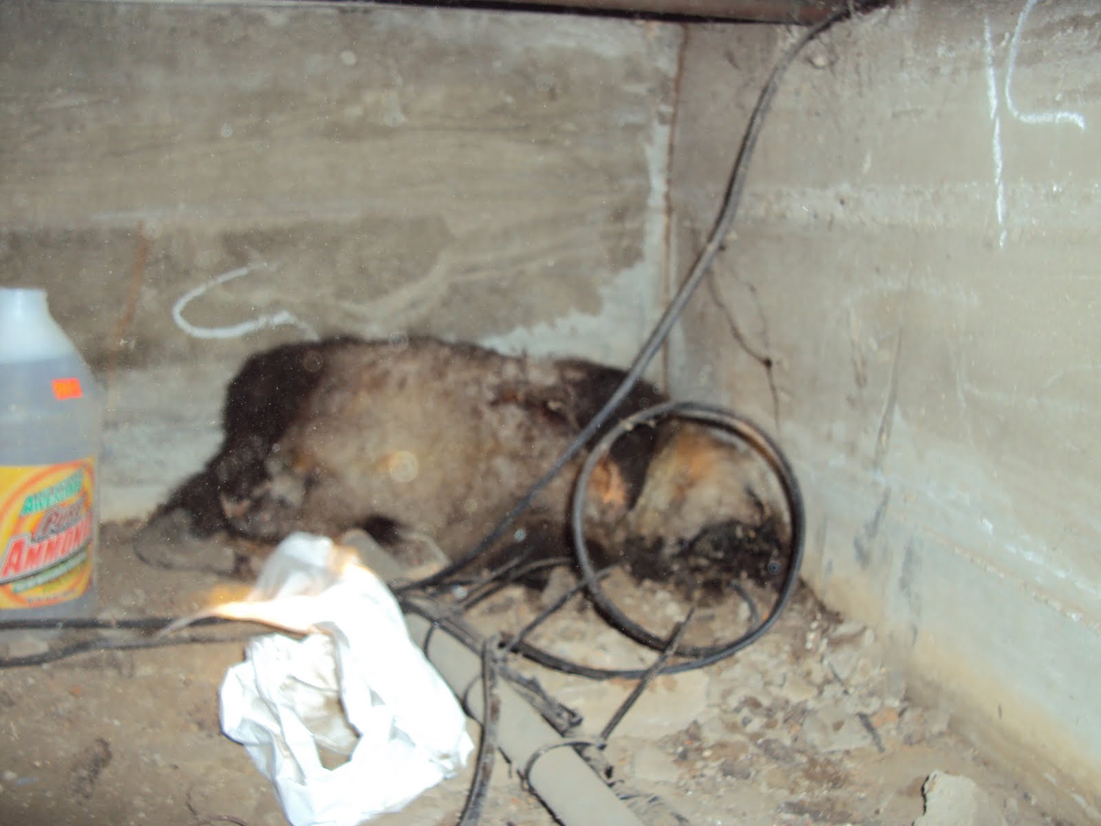 All City Animal Trapping Beverly Hills Dead Animal Removal Services