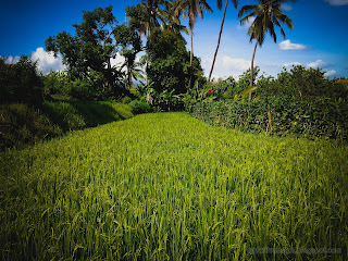 Warm Sunshine On The Rice Field In The Morning At Ringdikit Farmfield, North Bali, Indonesia