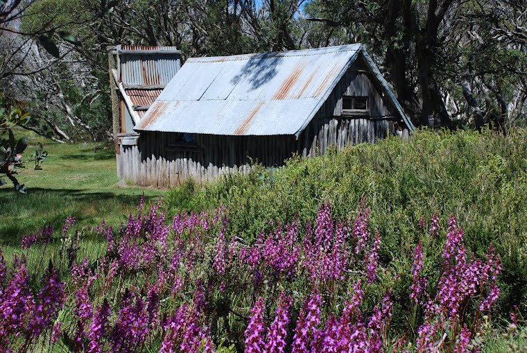 Trigger flowers and Wallaces Hut