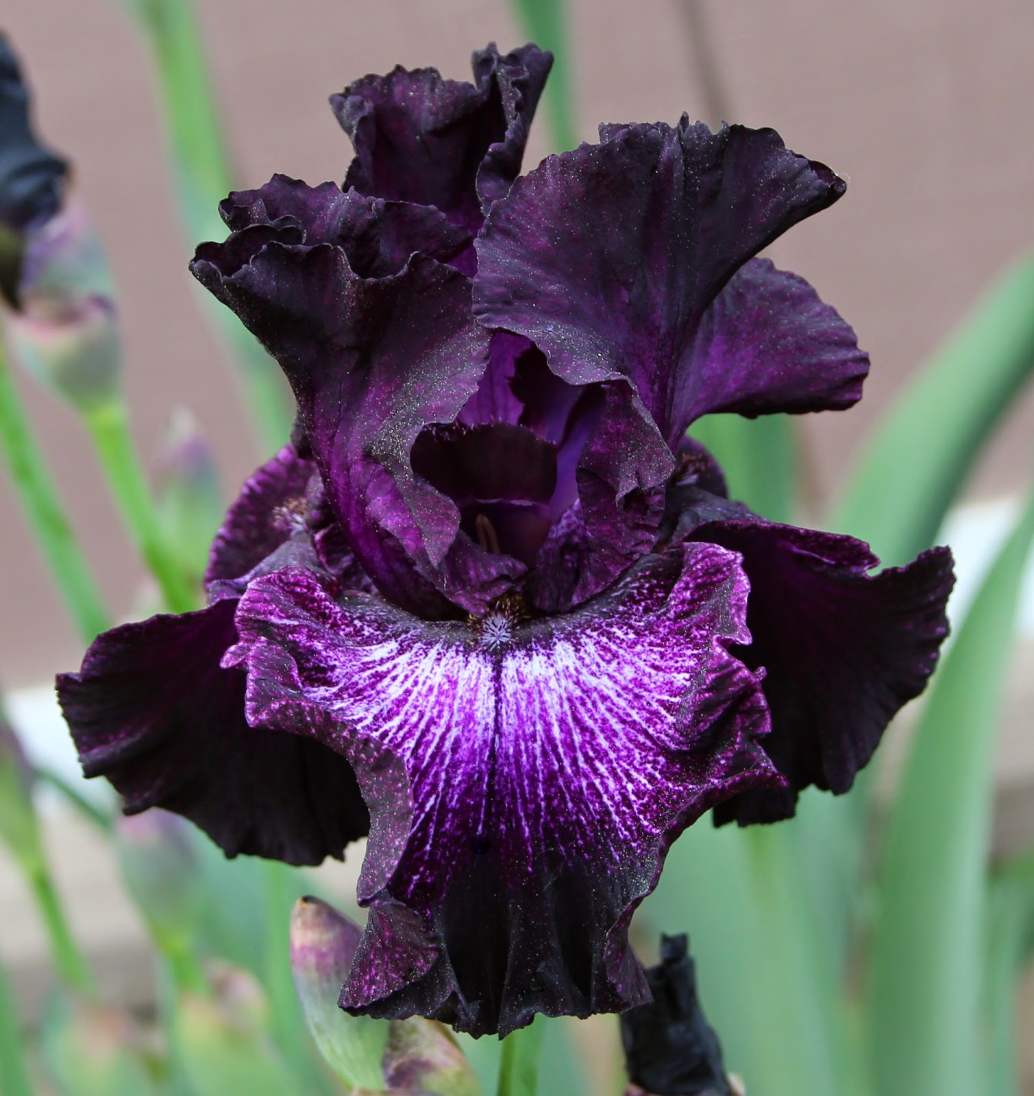 TALL BEARDED IRIS IN MY GARDEN TODAY Sowing the Seeds