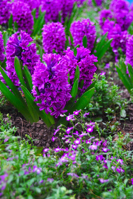 Another favorite: Lobelia 'Regatta Lilac' and Hyacinth 'Purple Voice'