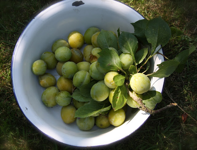 greengages