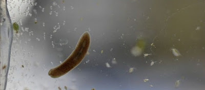 Επανέφεραν στη ζωή σκουλήκια μετά από 42.000 χρόνια!  