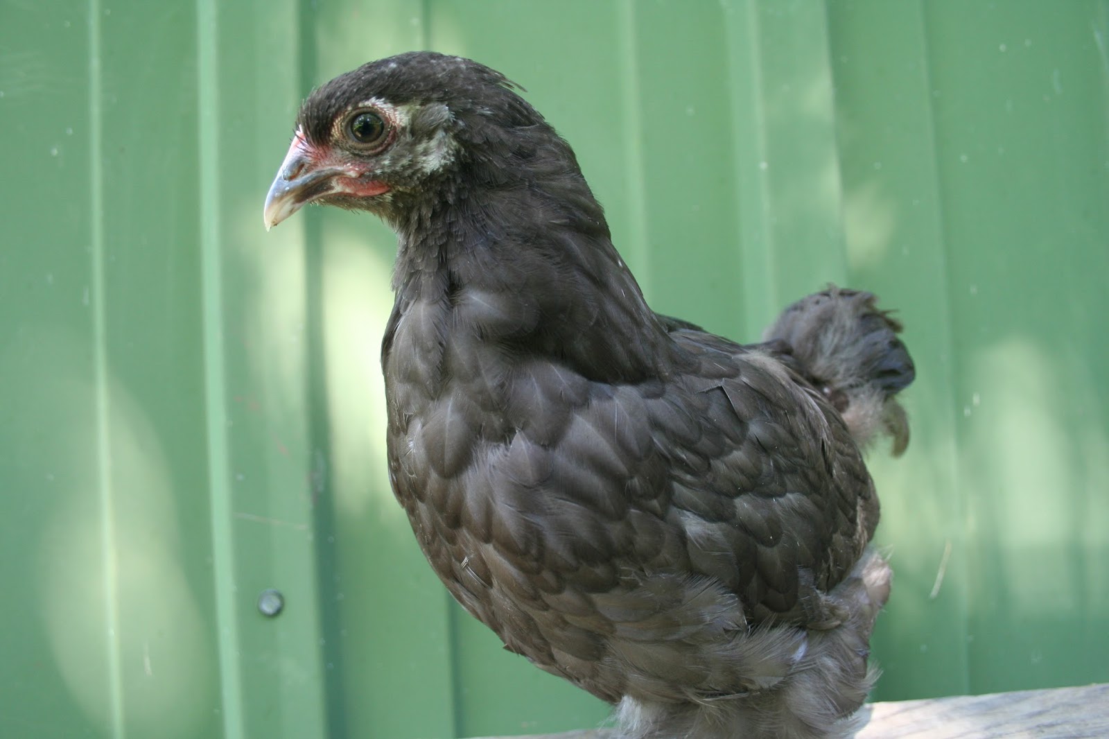 Chicken Scratch Poultry Young Pullets Available Now