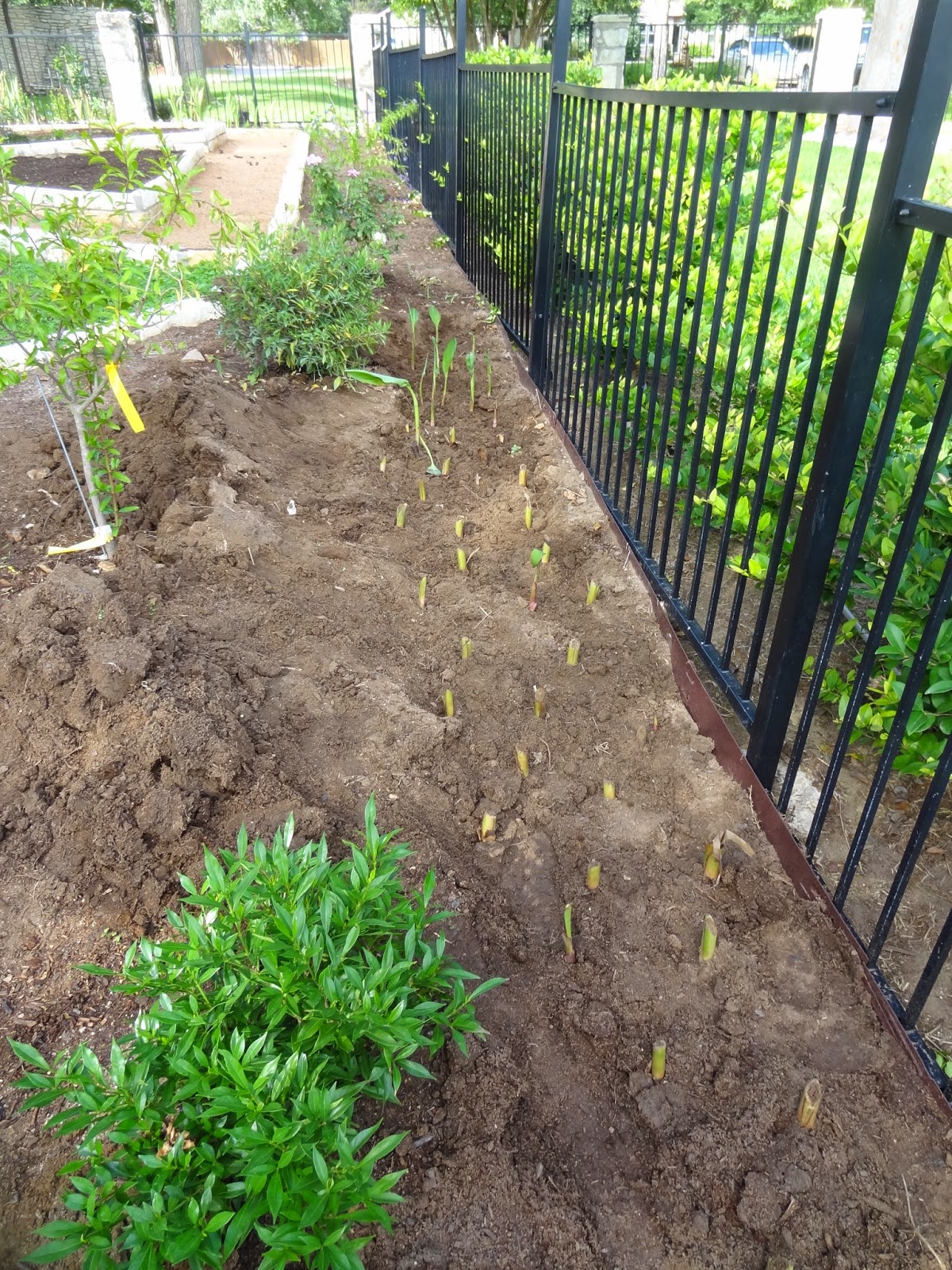 Rebecca's Texas Garden Dividing Canna Lilies